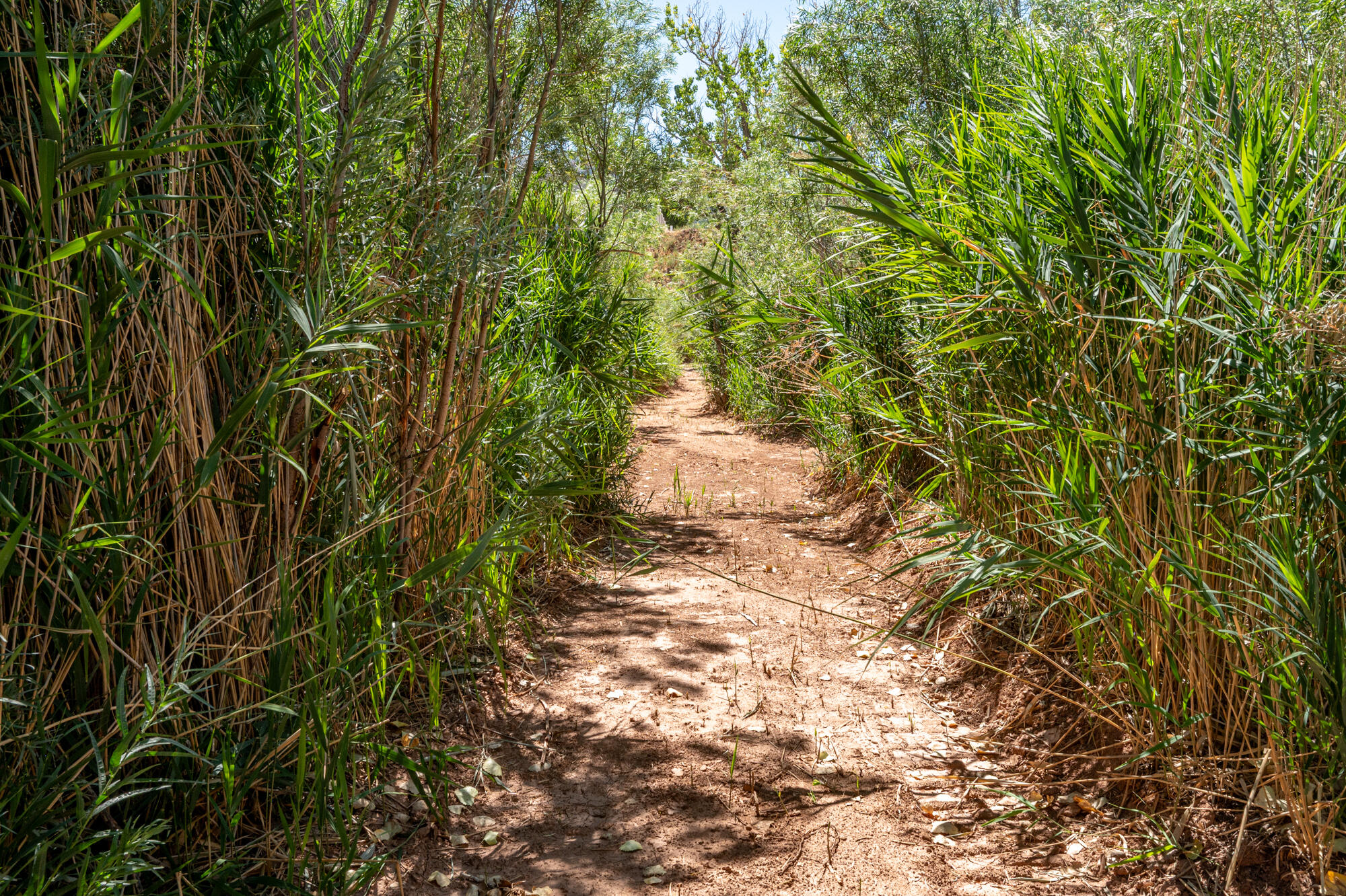 NEW HARMONY FARMS - Residential
