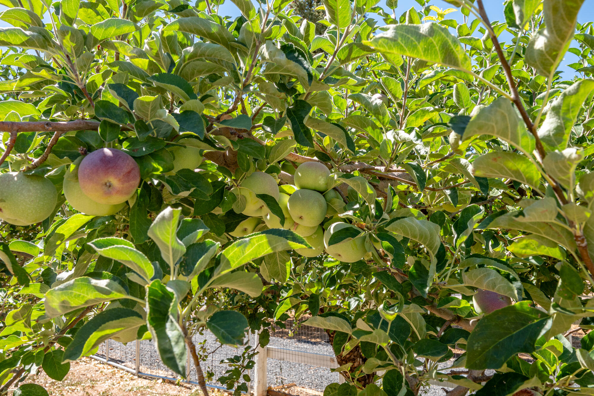 NEW HARMONY FARMS - Residential