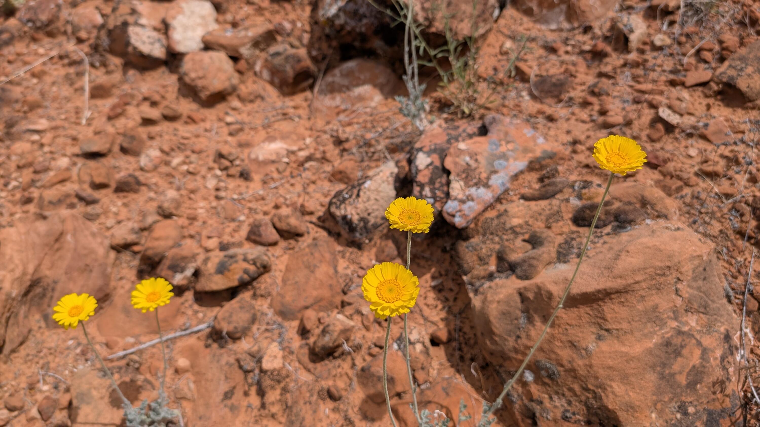 ROCKVILLE TOWNSITE - Land