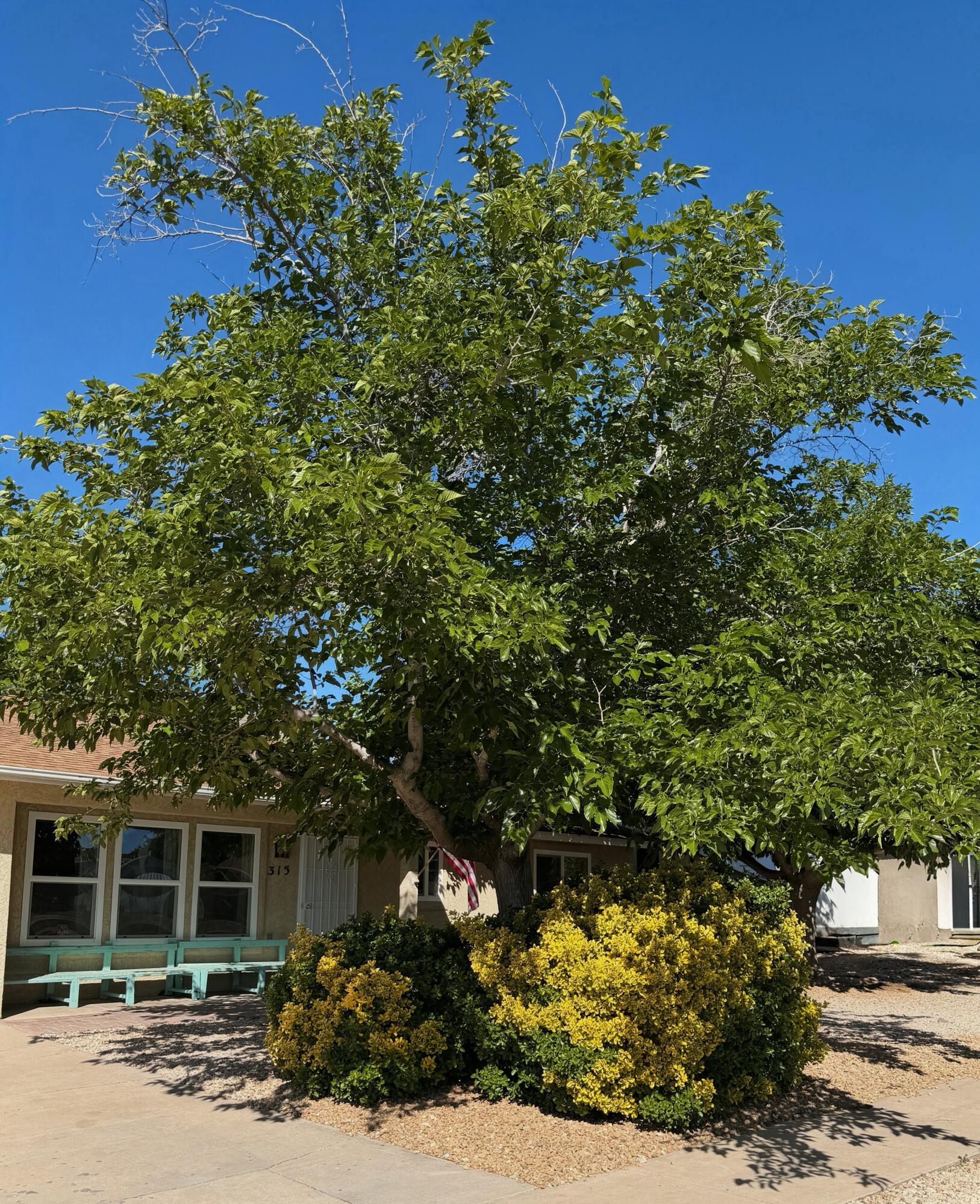 BUENA VISTA - Residential