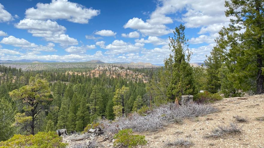 Come be a part of Elk Ridge Estates.  This estate-sized, 4.64 acre lot is buried deep in the pine trees far from the people and traffic of Duck Creek. Sit on your deck and enjoy the cool weather and beautiful views. Elk Ridge Estates features paved roads and all utilities.  The subdivision is centrally located between Bryce Canyon and Zion National Parks.  It is close to fishing, hiking, and all outdoor activities.  Wildlife viewing is outstanding.  Deer, elk, and turkey are frequently seen.