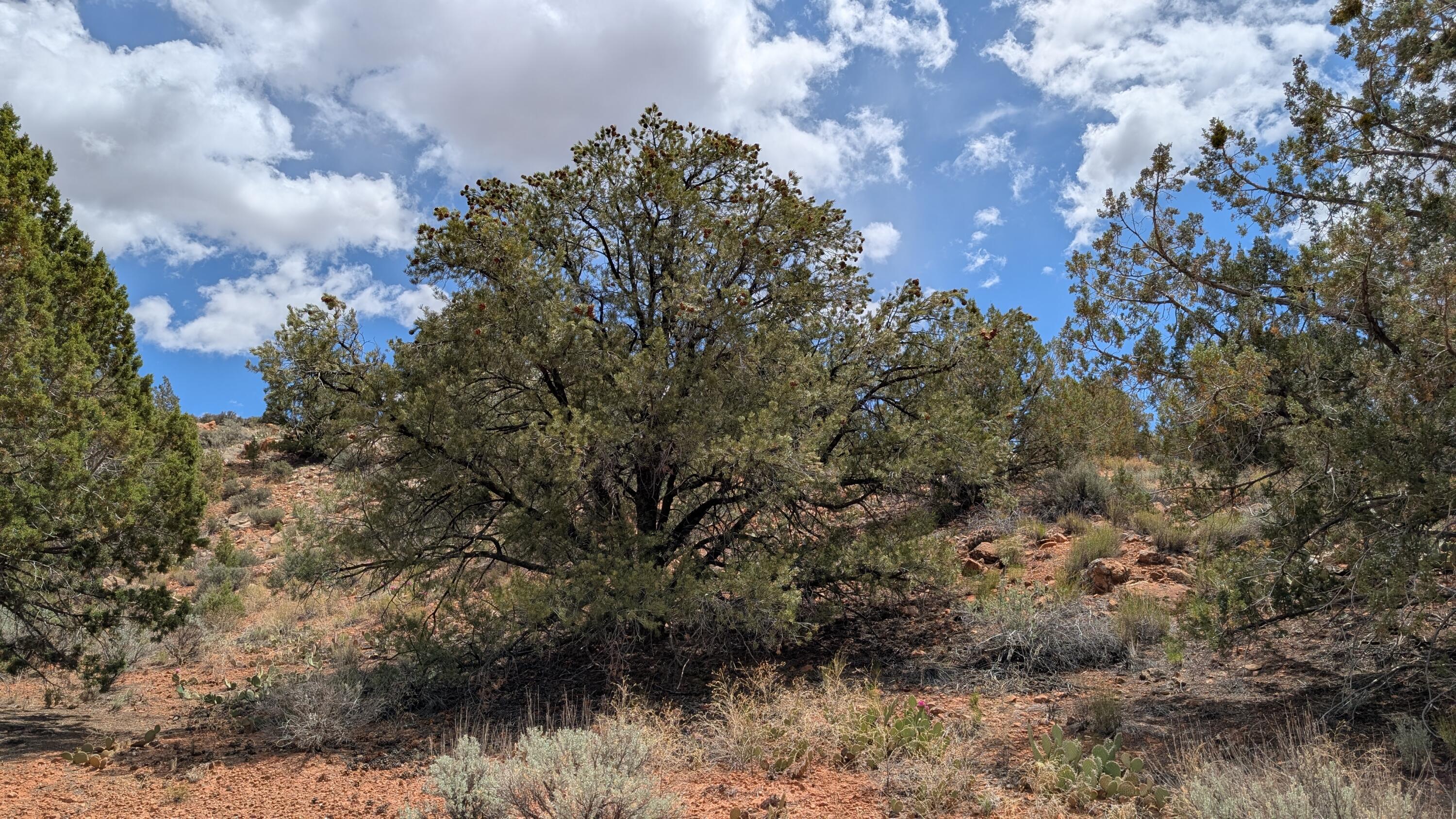 ROCKVILLE TOWNSITE - Land