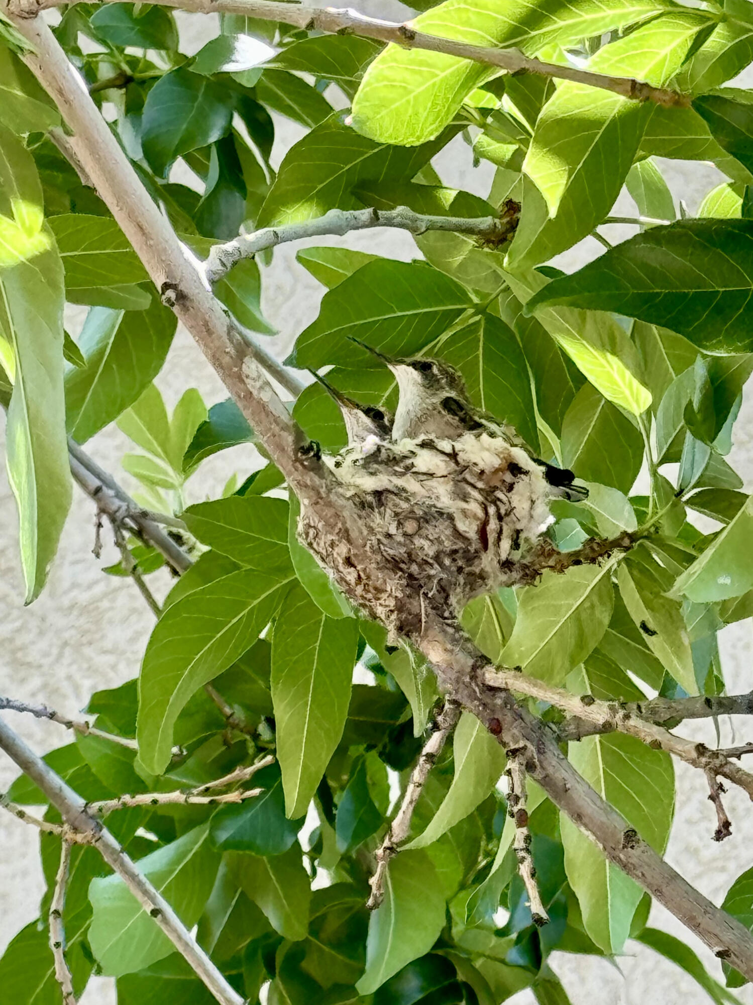 COUNTRY LANE ESTATES SOUTH - Residential