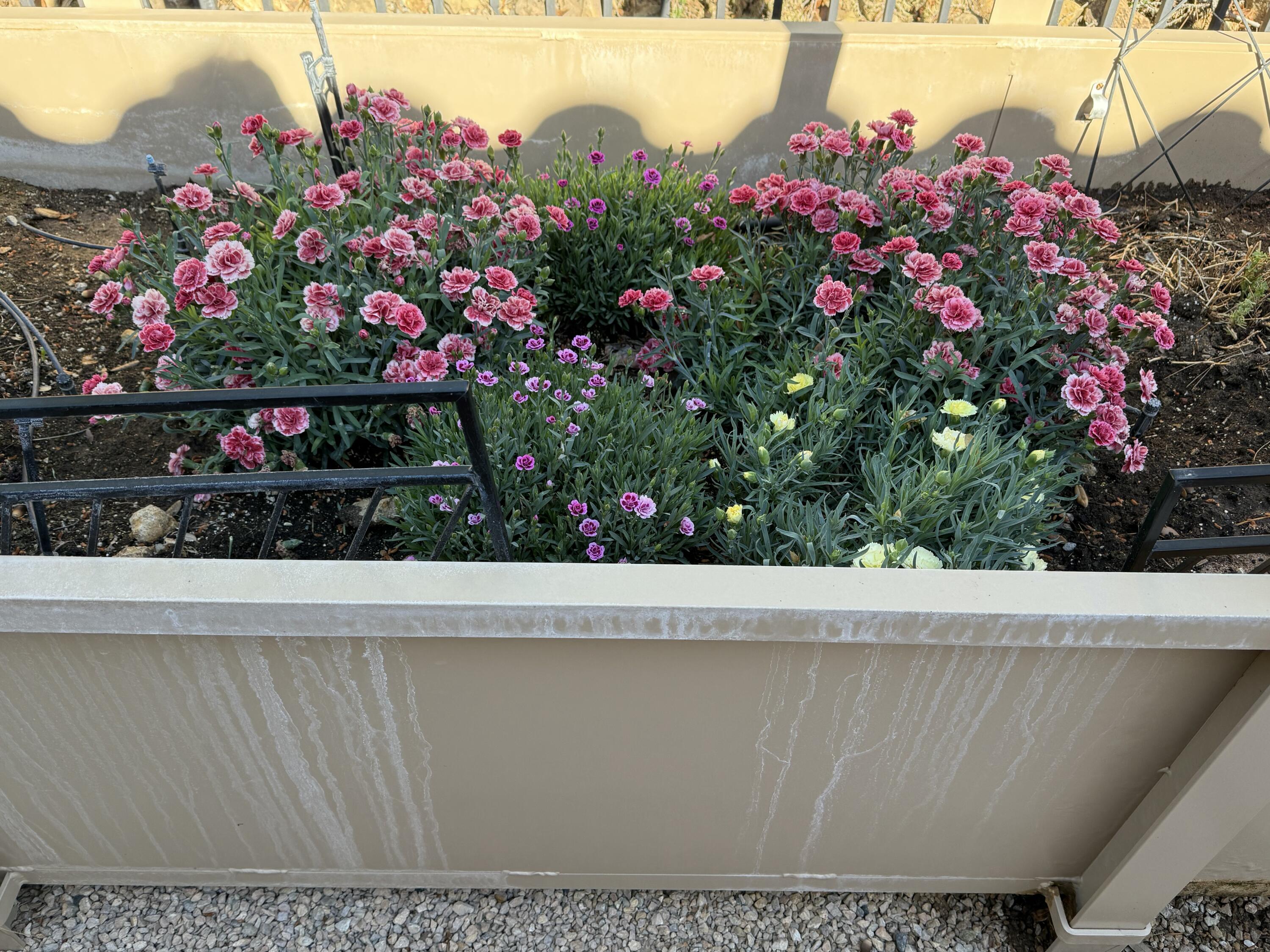 ROCK HAMPTON - Residential