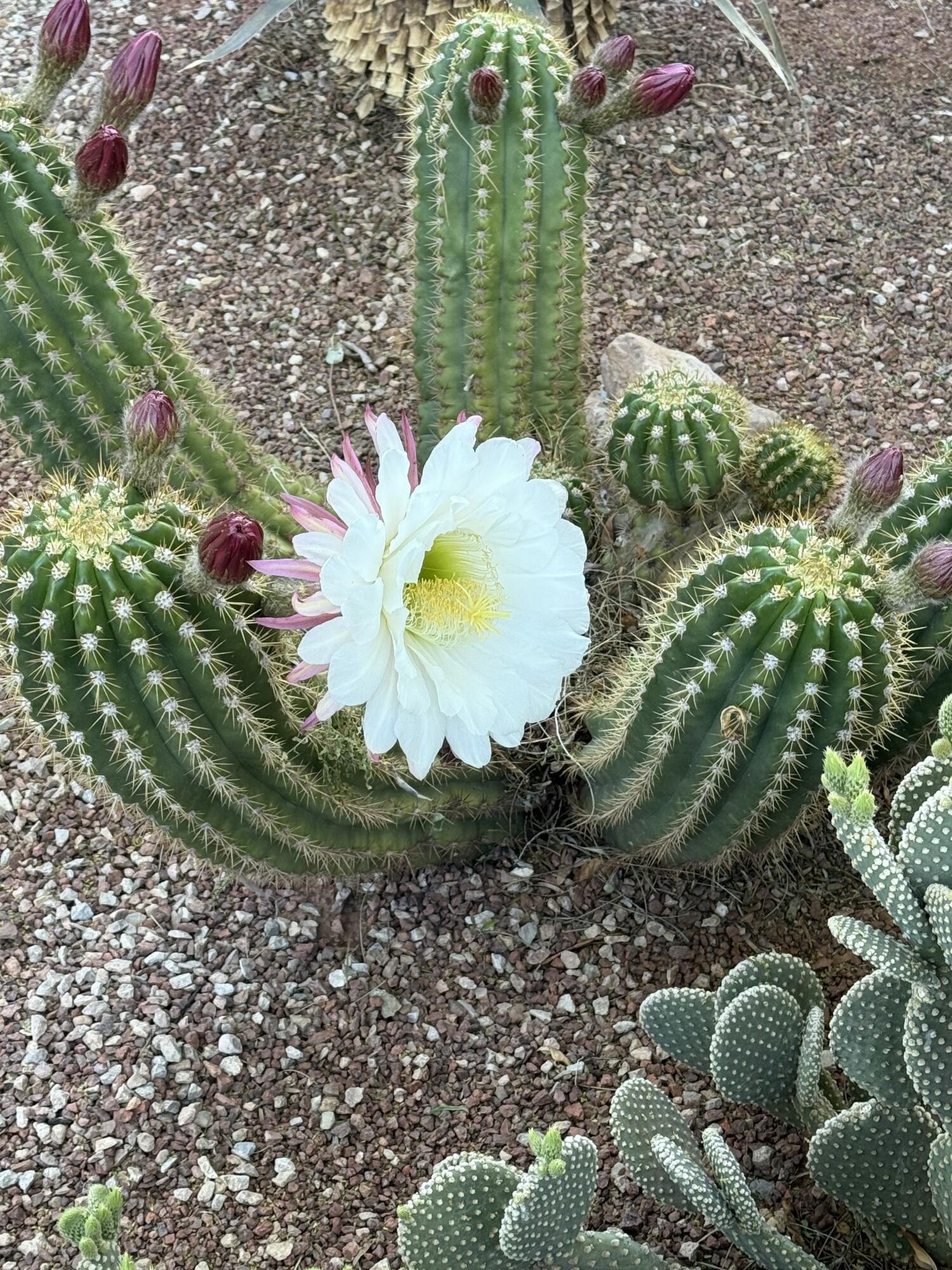 ROCK HAMPTON - Residential