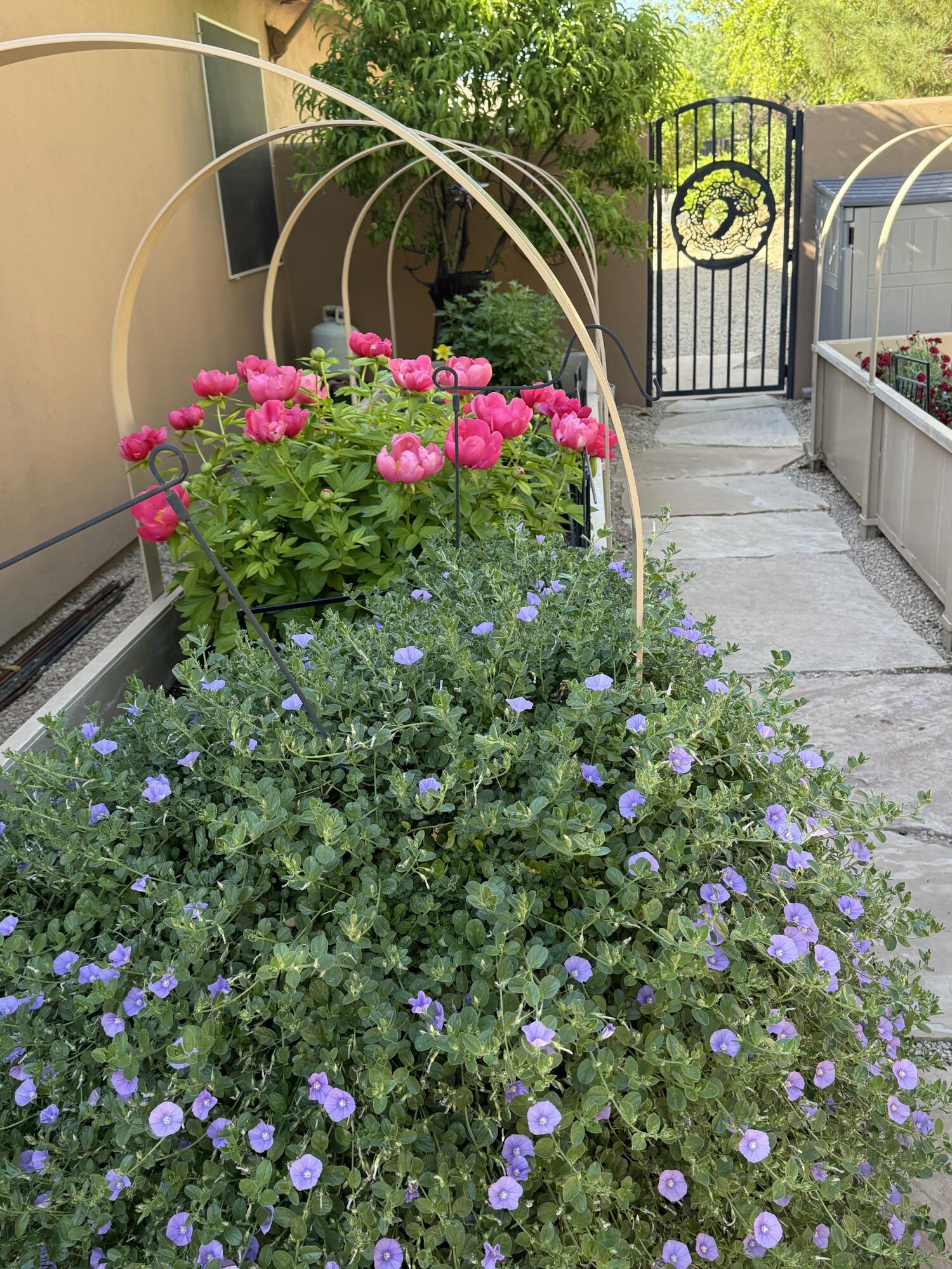 ROCK HAMPTON - Residential