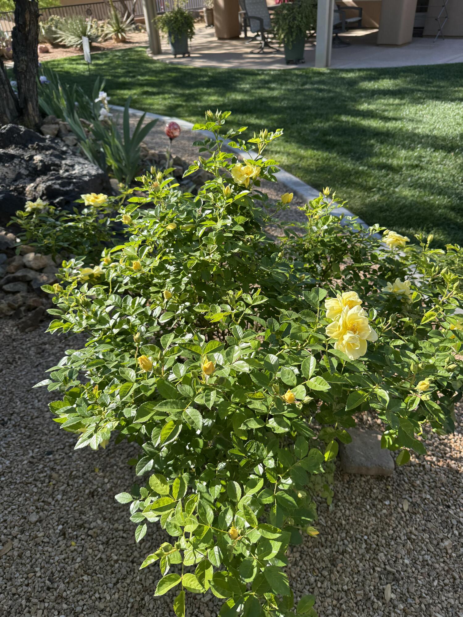 ROCK HAMPTON - Residential