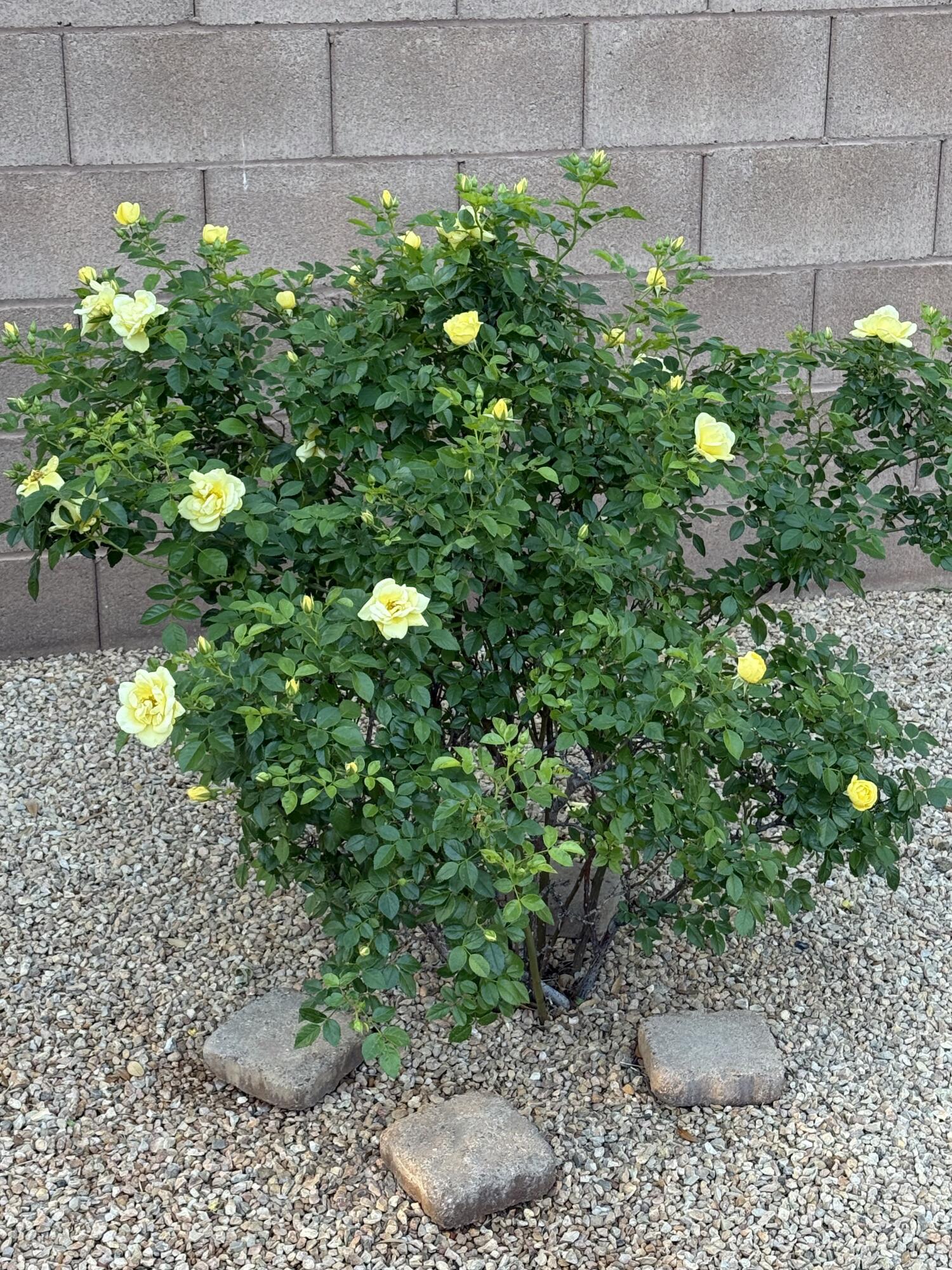 ROCK HAMPTON - Residential