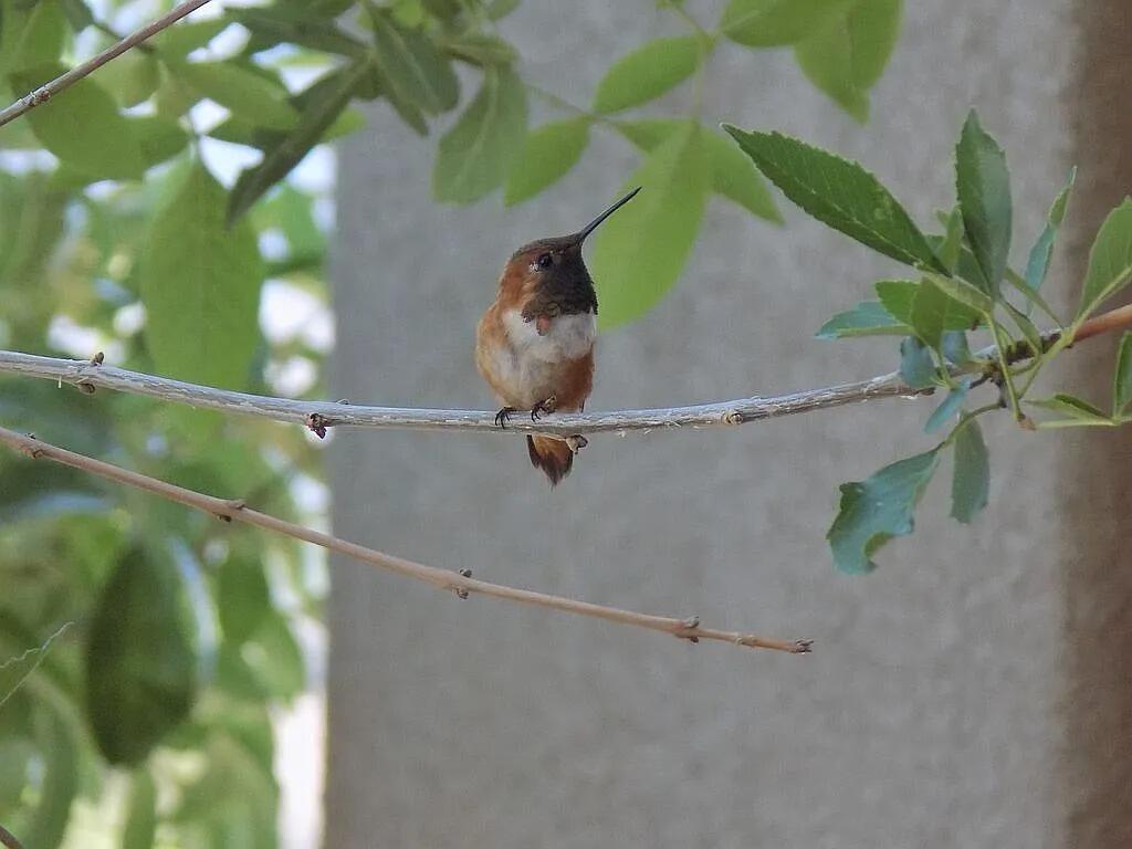 CEDAR POINT - Residential