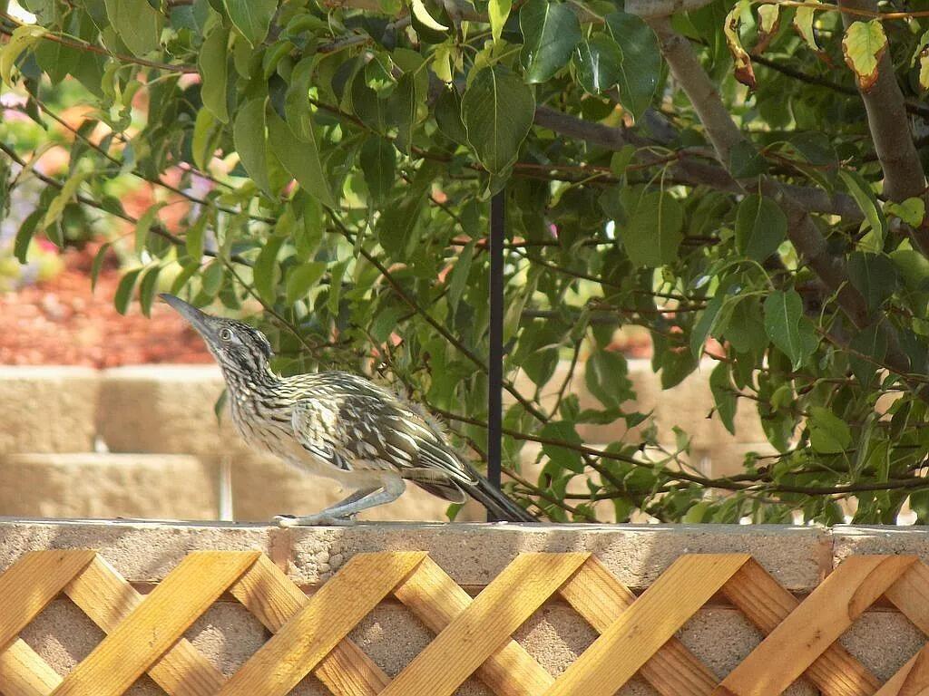 CEDAR POINT - Residential