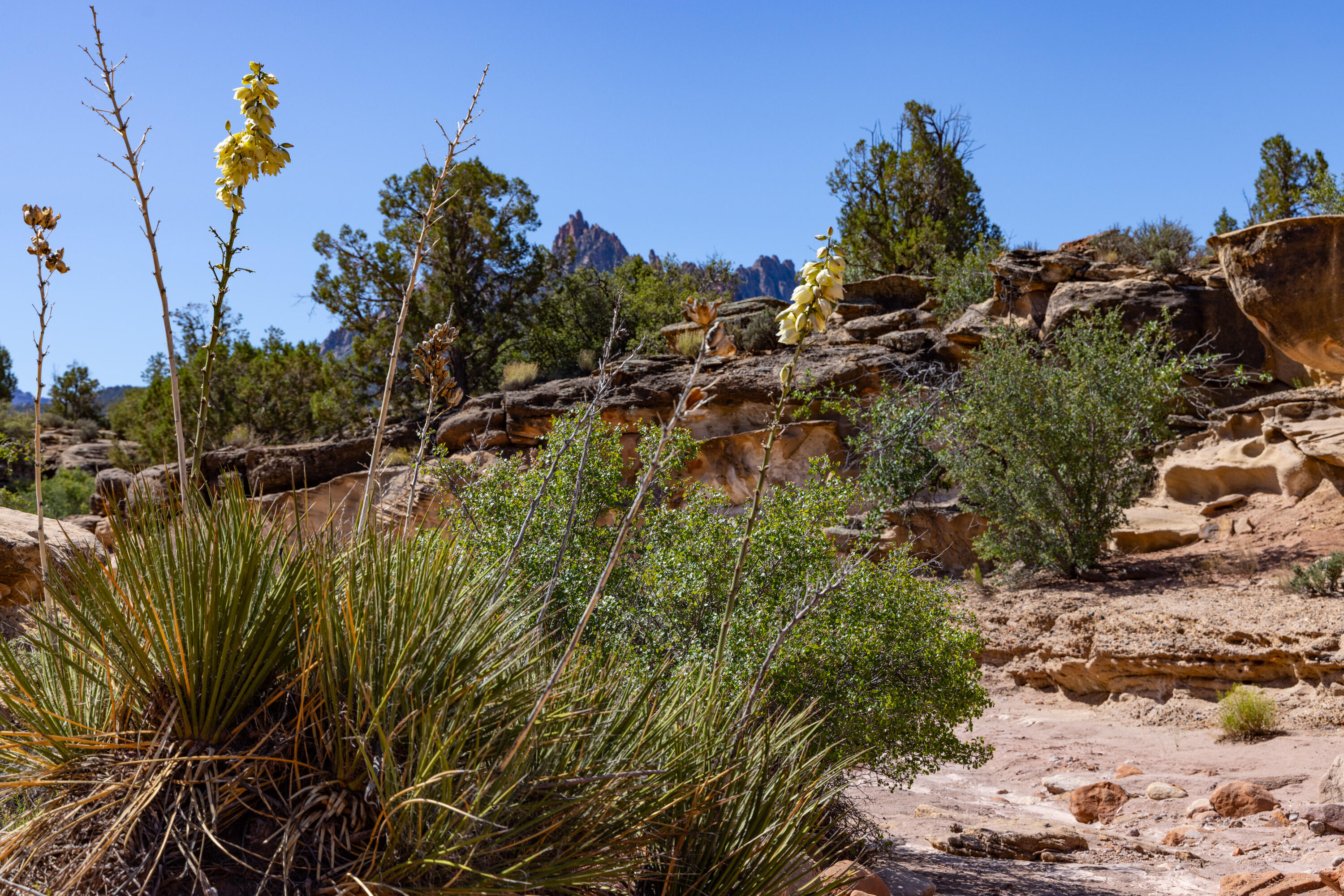 ANASAZI PLATEAU - Land