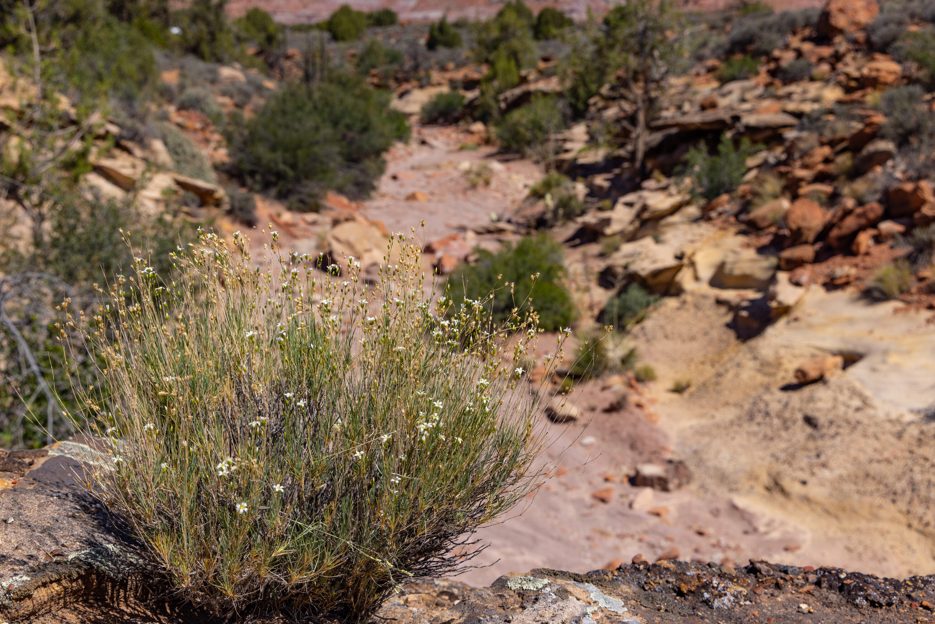 ANASAZI PLATEAU - Land