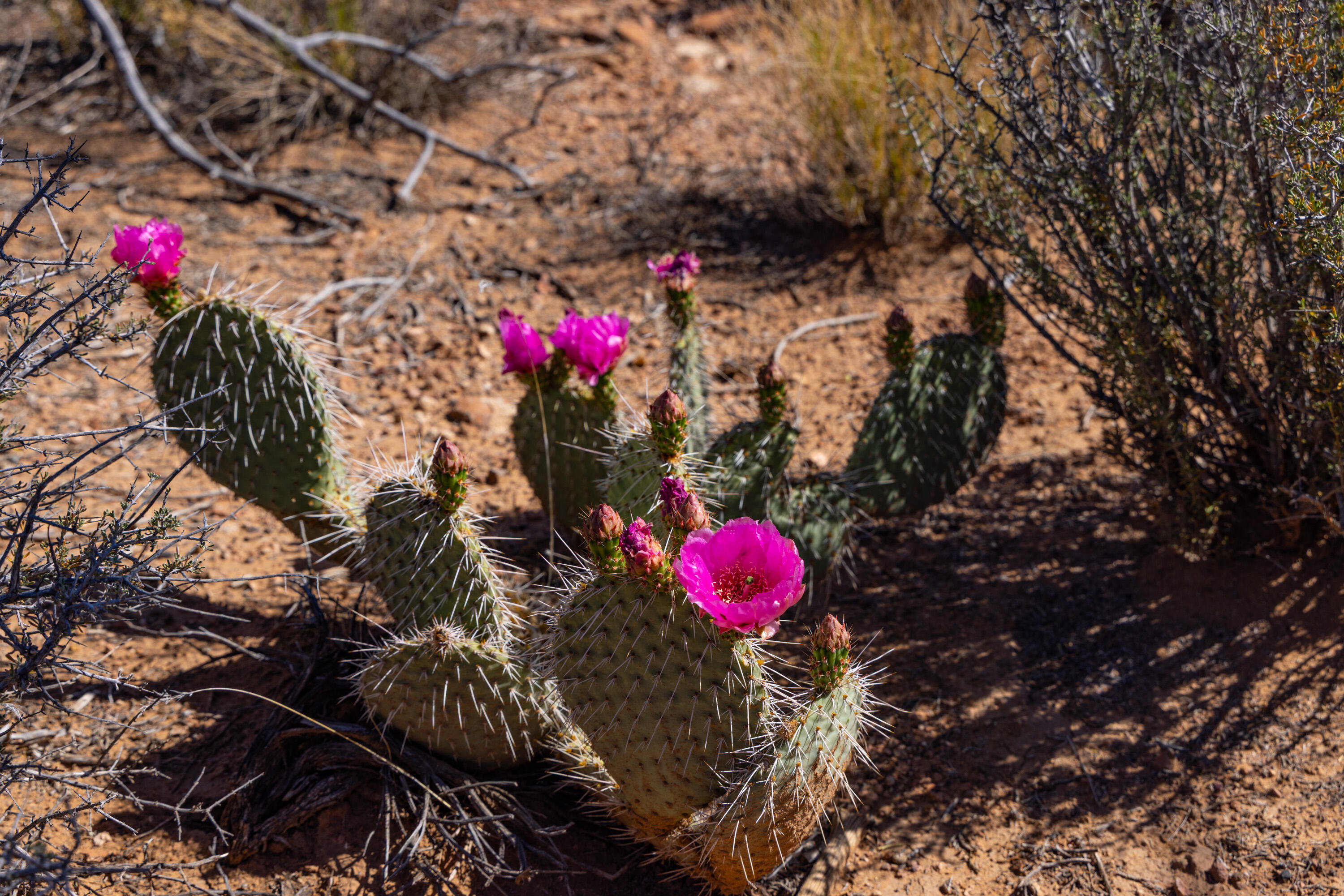 ANASAZI PLATEAU - Land
