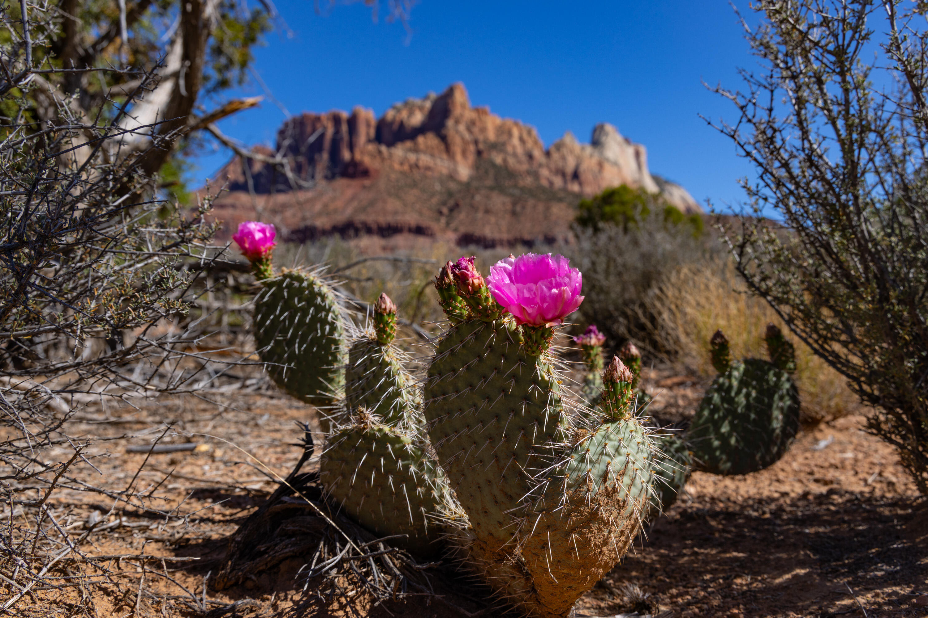 ANASAZI PLATEAU - Land