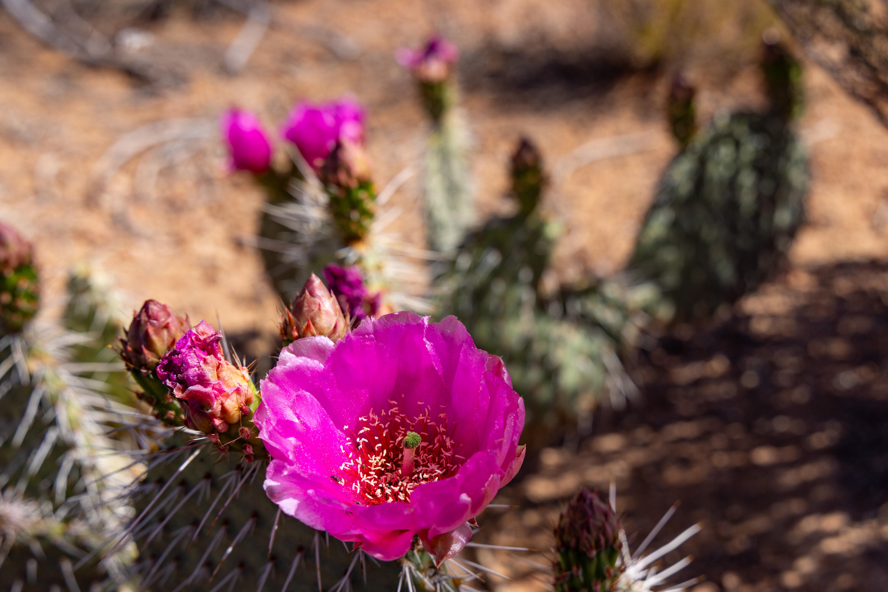ANASAZI PLATEAU - Land