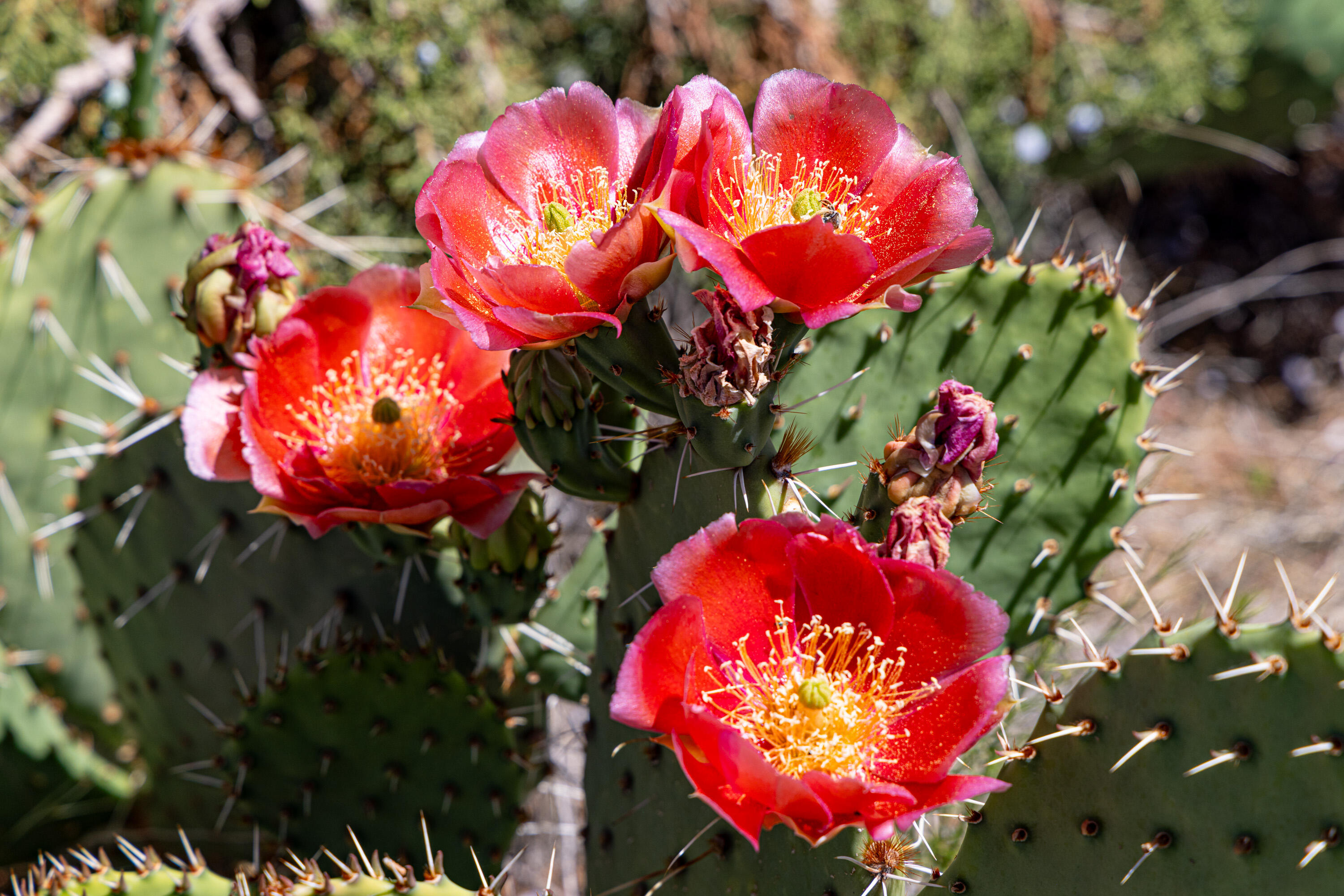 ANASAZI PLATEAU - Land