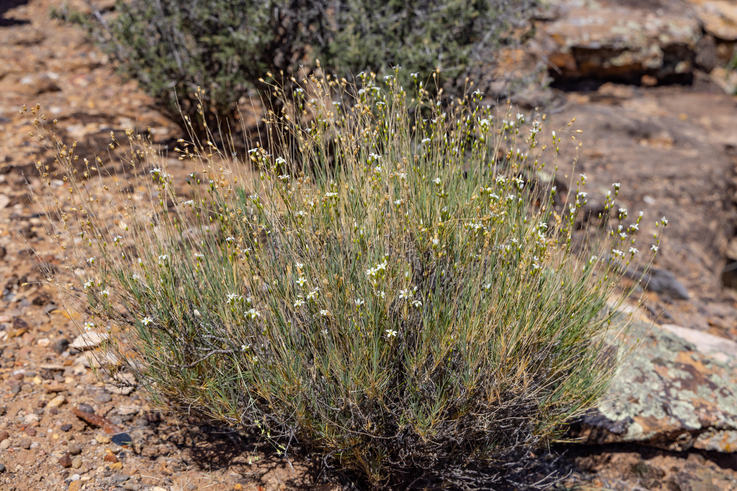 ANASAZI PLATEAU - Land
