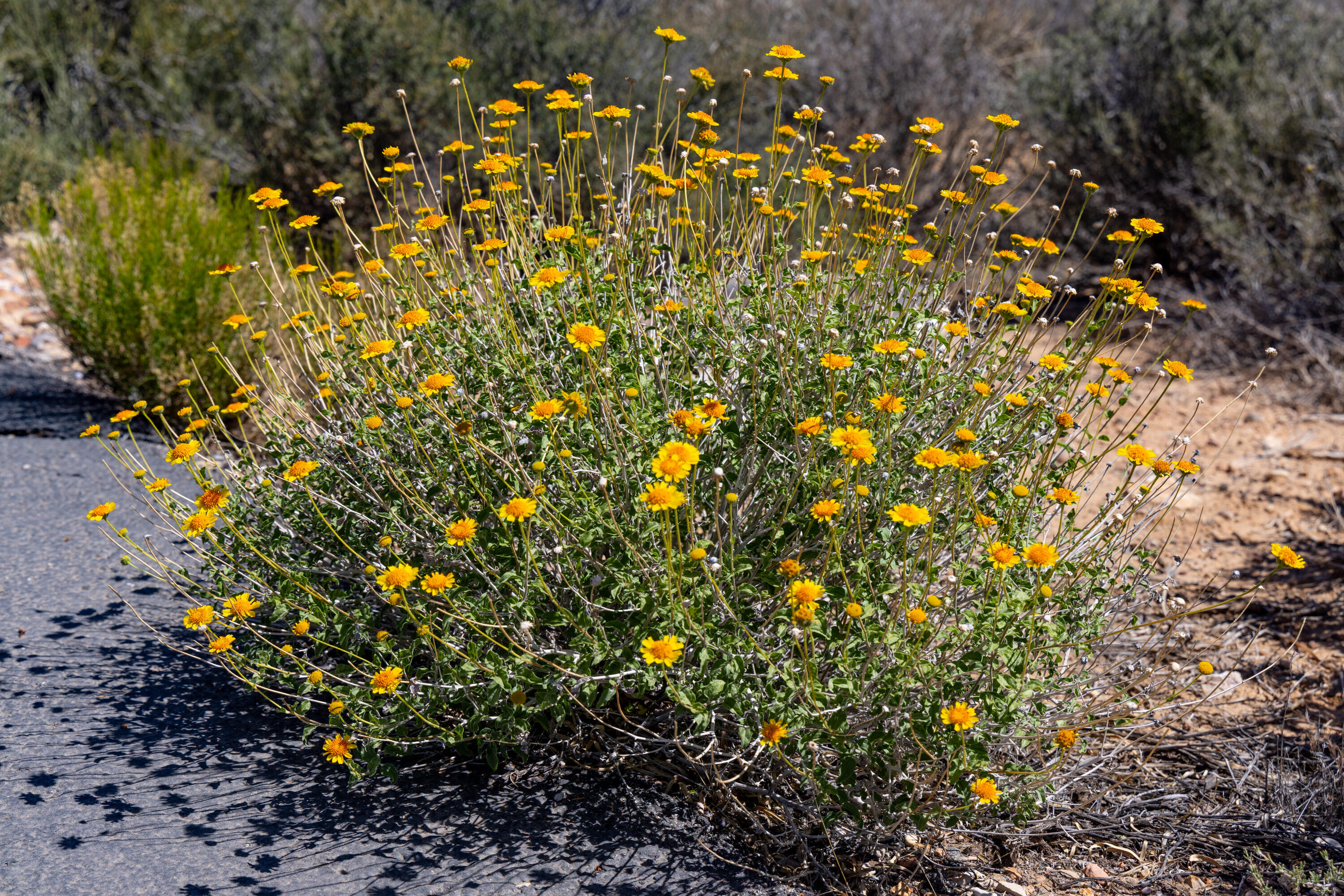 ANASAZI PLATEAU - Land