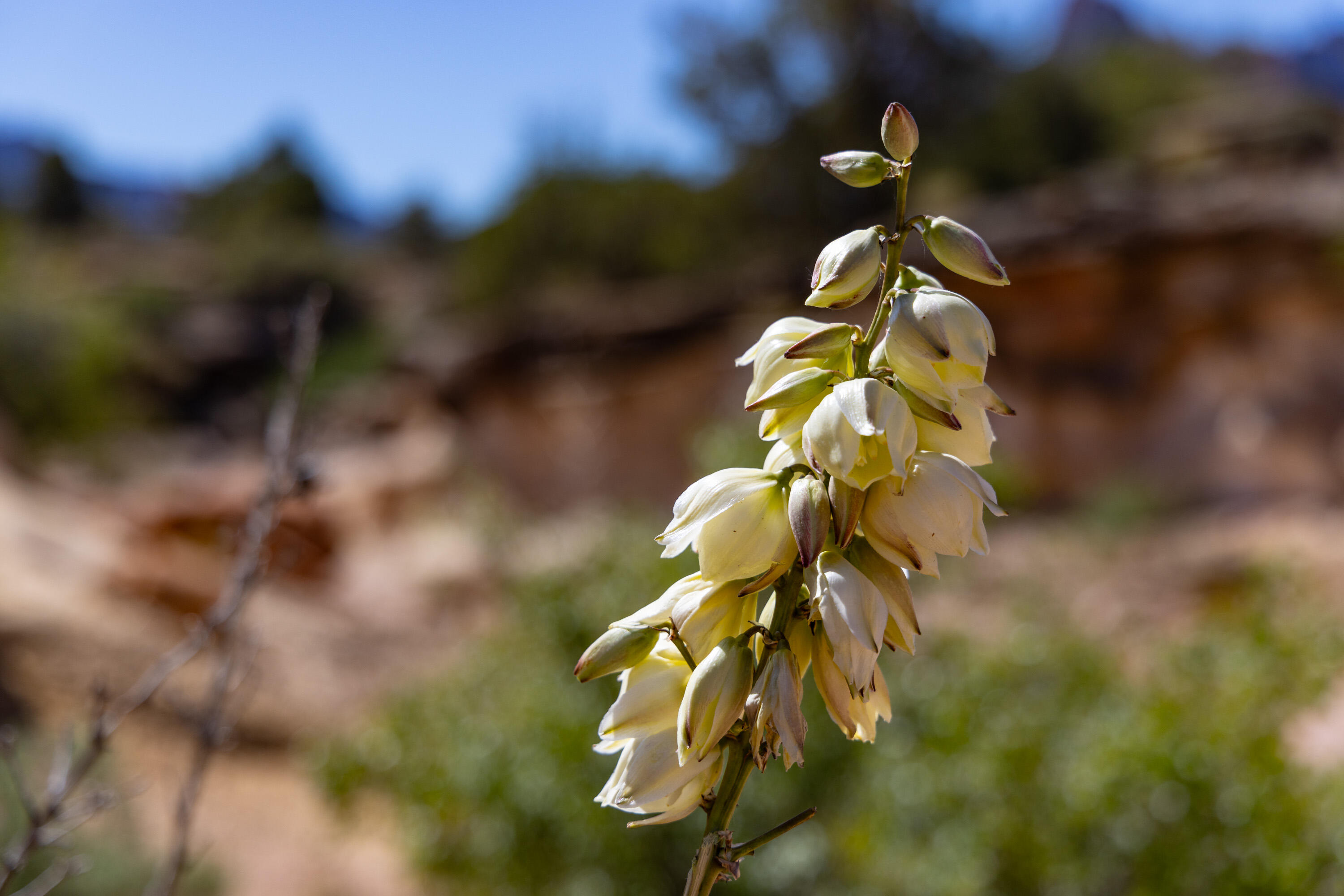 ANASAZI PLATEAU - Land