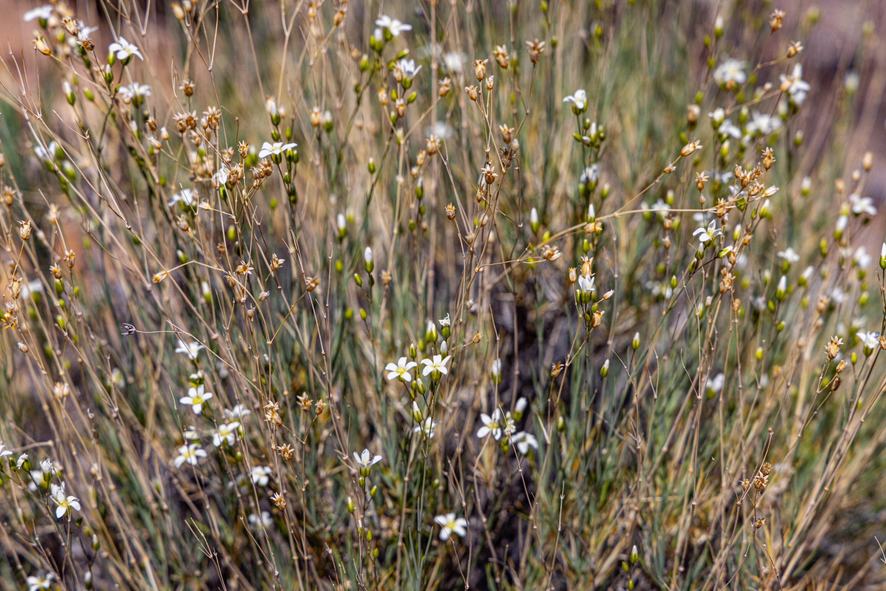 ANASAZI PLATEAU - Land