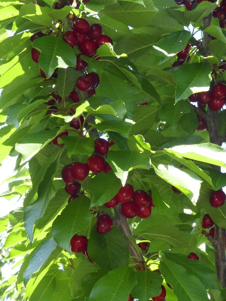 DIAMOND VALLEY ACRES - Residential