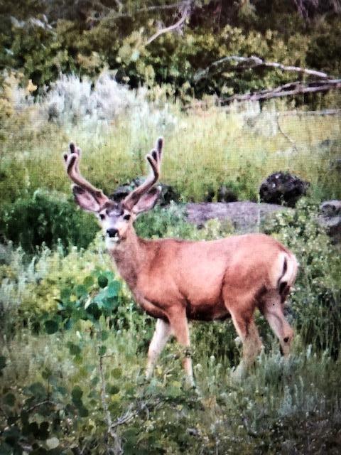 WHISPERING PINES SUB - Land