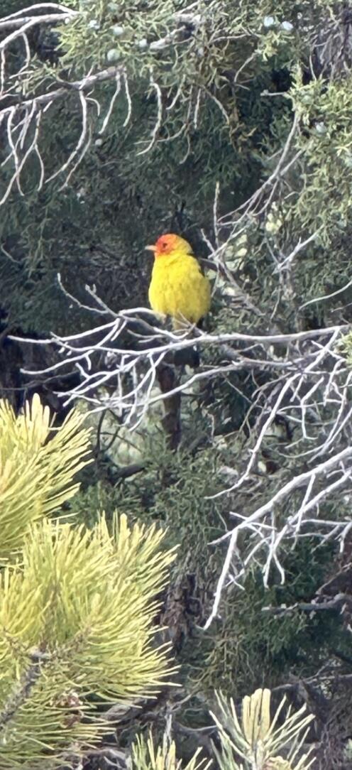 DIXIE DEER ESTATES - Residential