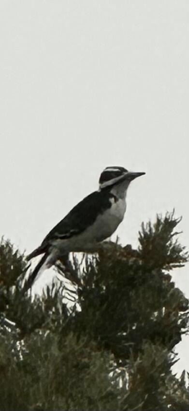 DIXIE DEER ESTATES - Residential