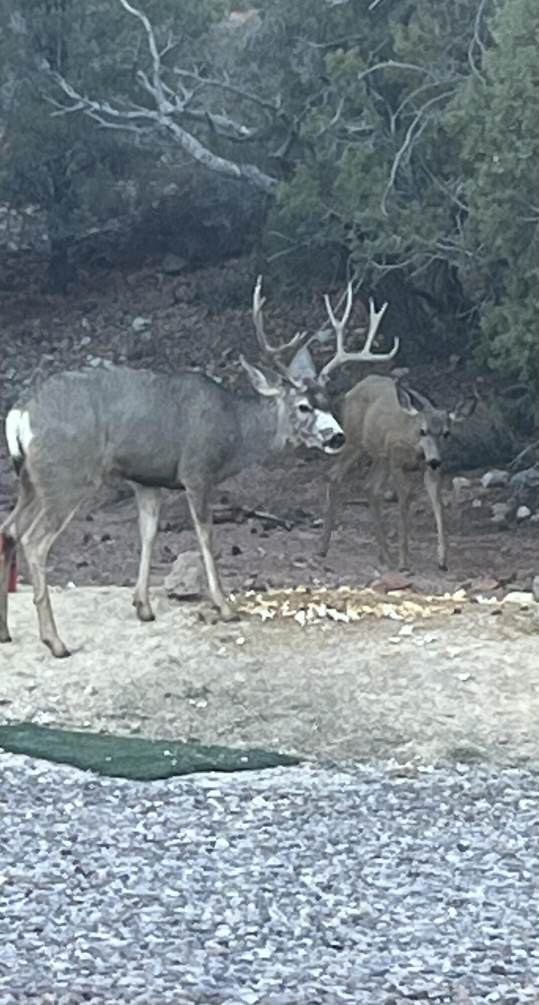 DIXIE DEER ESTATES - Residential