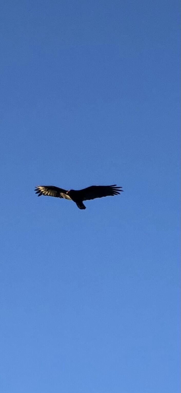 DIXIE DEER ESTATES - Residential