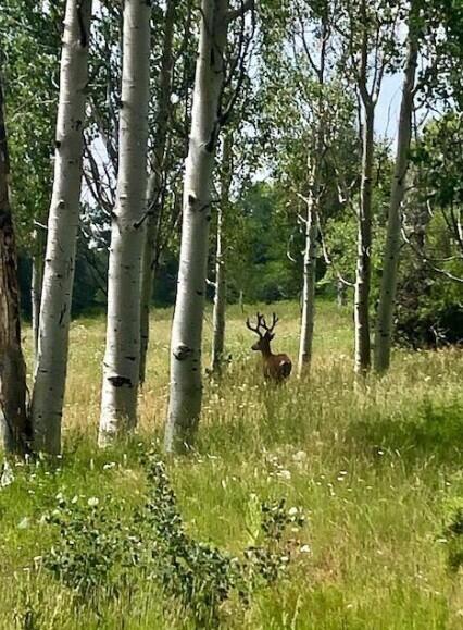 WHISPERING PINES SUB - Land