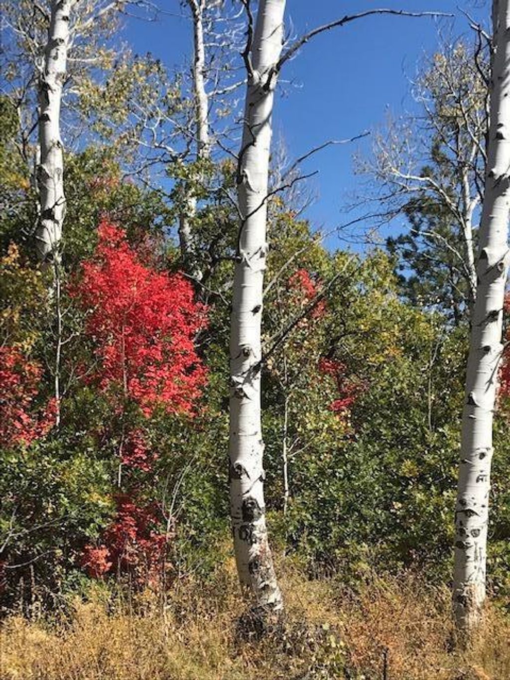 Photo of 369 Whispering Pines RD, Kolob, UT 84767 (MLS # 26-271781)