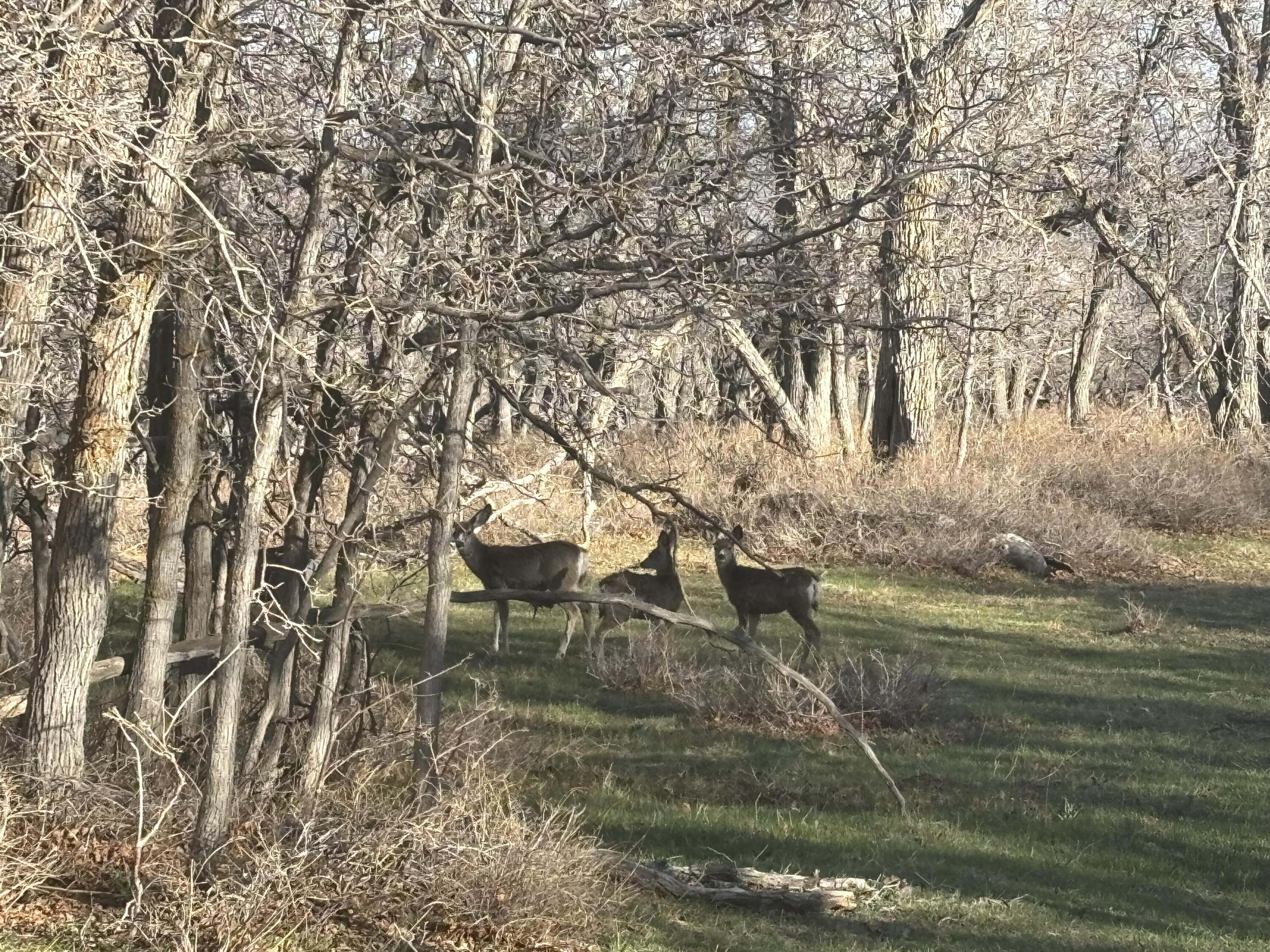 WHISPERING PINES SUB - Land