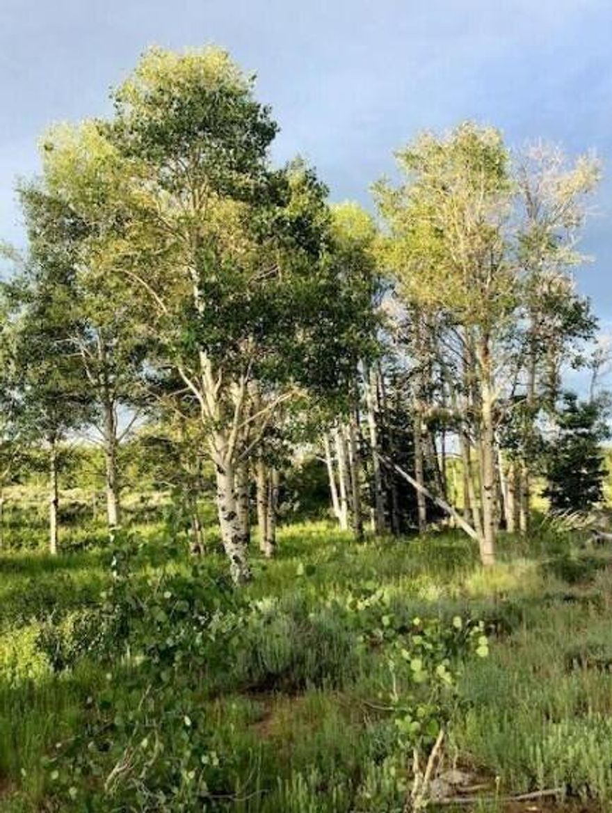Exceptional Cabin LOT in Whispering Pines Subdivision on Kolob Mountain.  A gentle slopped meadow that wanders thru pines and oak where a vision of your Dream Cabin is easy to imagine.  Includes water stubbed to the lot and septic perk-test completed.  A paved road to the lot is great for you and your guests.  Deer are often on, or near this beautiful lot.  Call for all the details.  Priced to sell.  Don't wait.