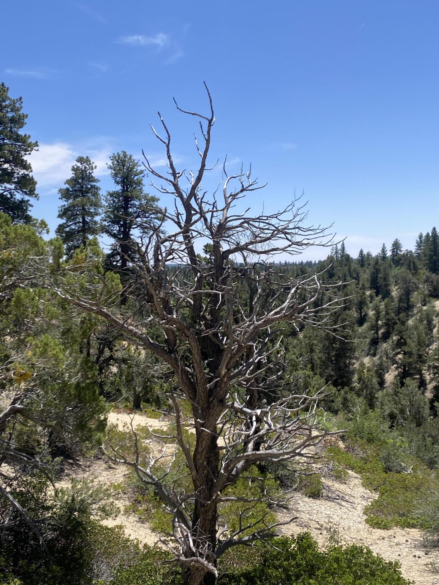 ZION PANORAMA - Land