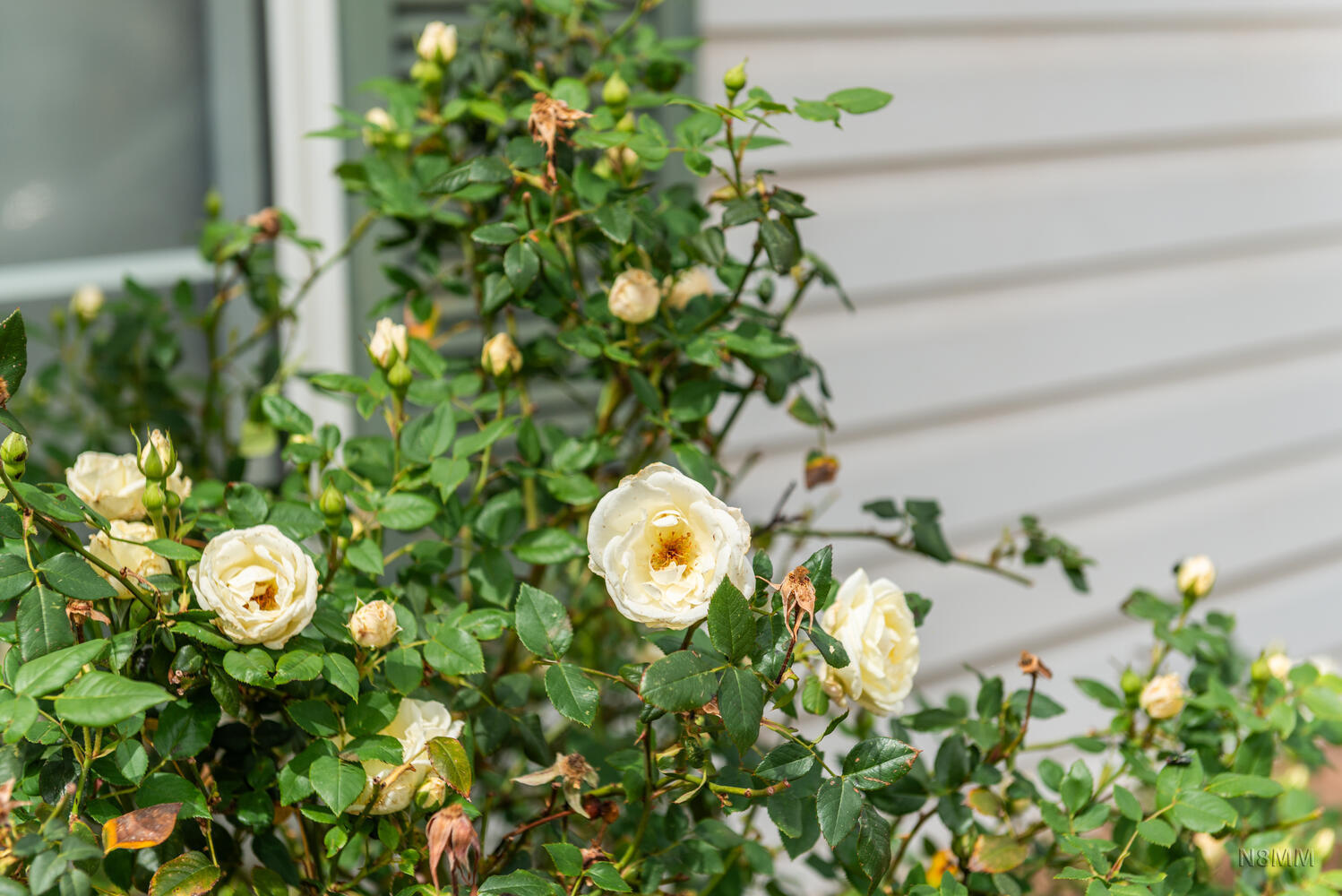 SAGEPOINT - Residential