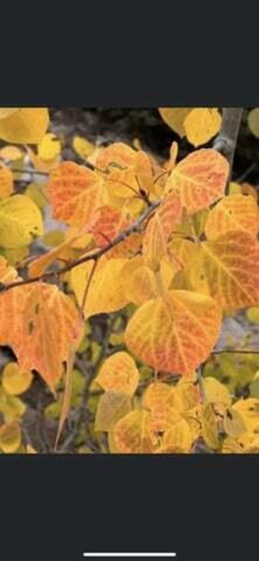 Own your piece of Heaven. Reduced Price if purchased with Lot #46. Get out of the Heat and busy lives to Eagle Point Resort. This area is an amazing place to hike, bike, ski and snowboarding, cool breezes, sunrise and sunsets that will take your breath away, star filled skies, fall leaves, hunting, fishing, play at Puffer Lake. Must see to appreciate this beautiful place.