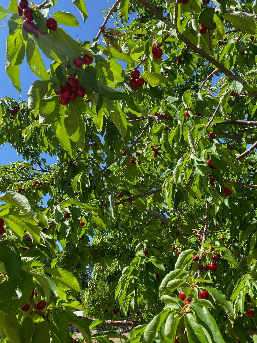 TOQUERVILLE TOWNSITE - Residential