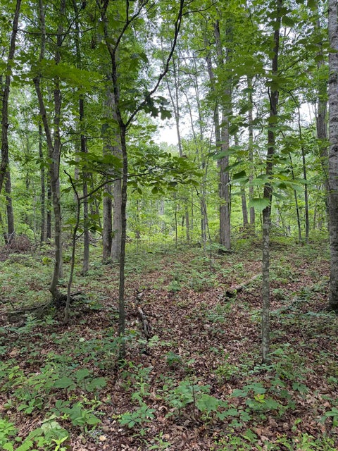 Photo for Lot 51 LAKE DR