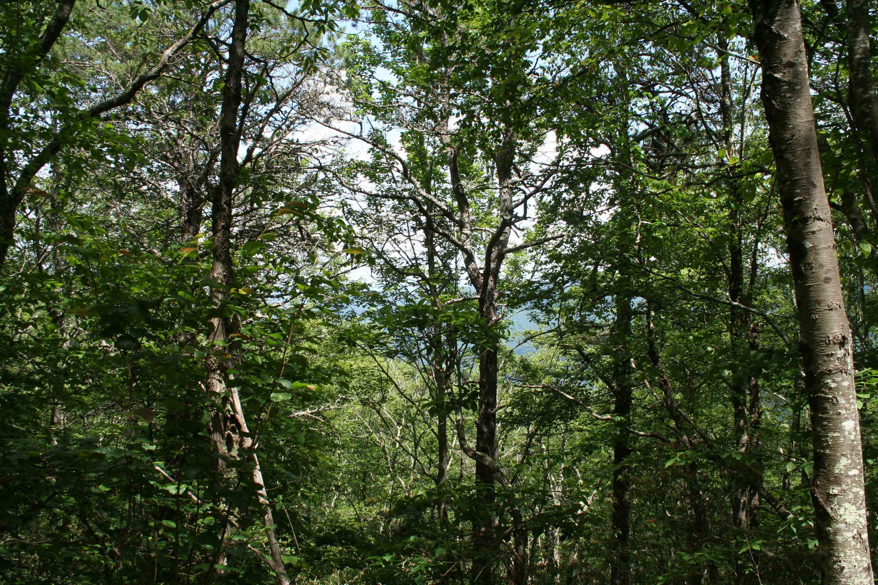 TBD Summit Dr. SUMMIT DR N