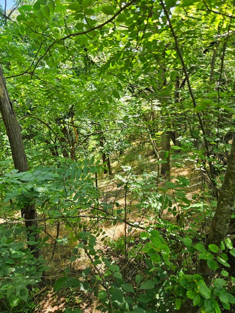 Photo for 3 acres MOSSY CREEK RD