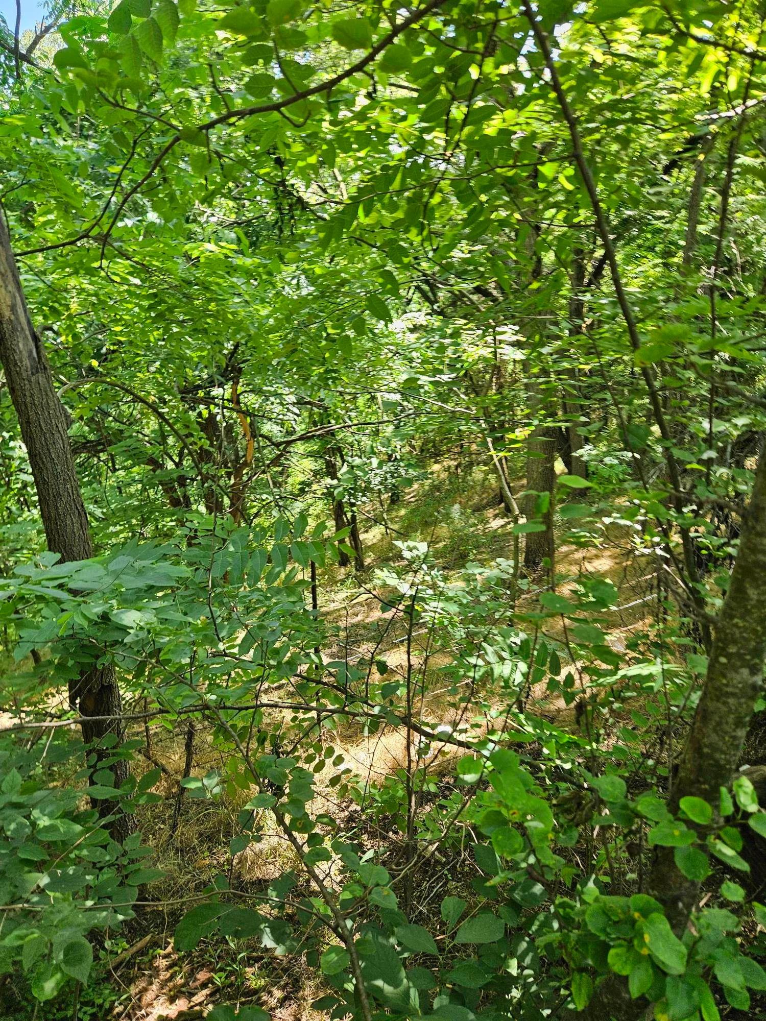 3 acres Mossy Creek Rd, Mount Solon, VA, 22843