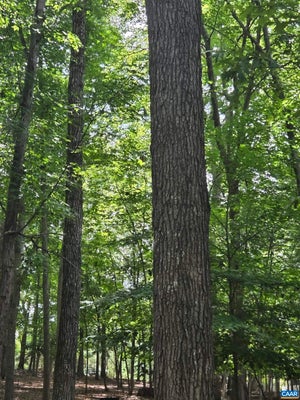 85 LAGUNA RD, PALMYRA, VA 22963 - Image c03211c757d3e99f3ec812d5d42a7f7e/41140254