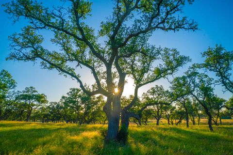 Photo of 0 Bountiful Oaks, Johnson City, TX 78636 (MLS # 176885)