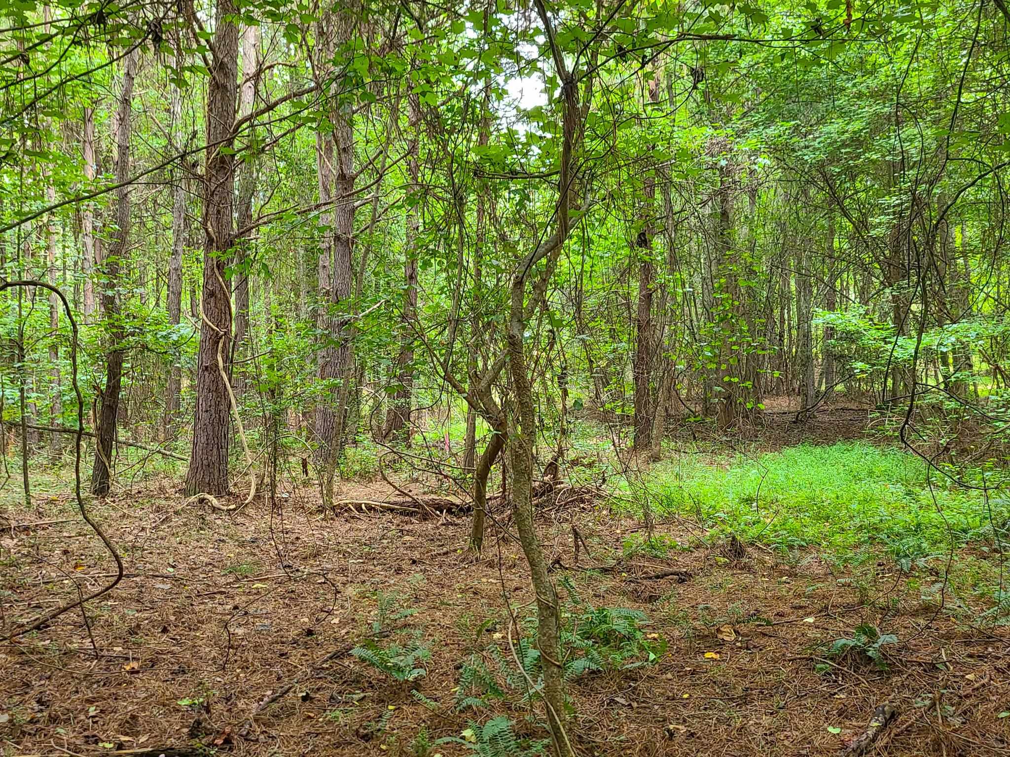Dunklin Bridge Lot 15 Road, Fountain Inn, South Carolina image 41