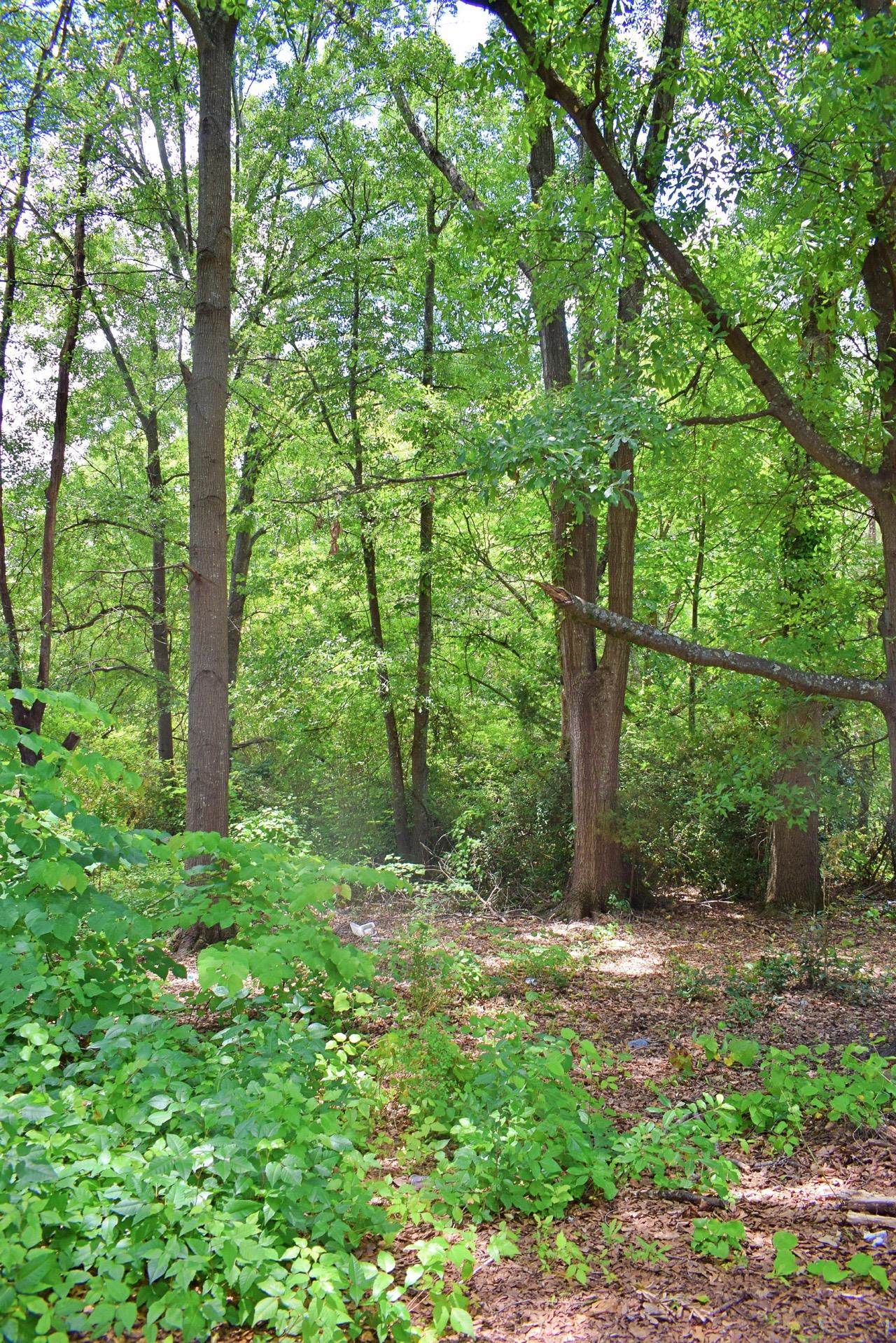 Holt Street, Spartanburg, South Carolina image 5