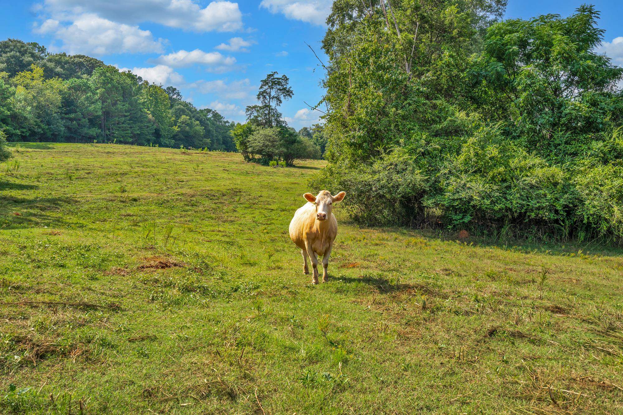 143 George Merck Road, Anderson, South Carolina image 14