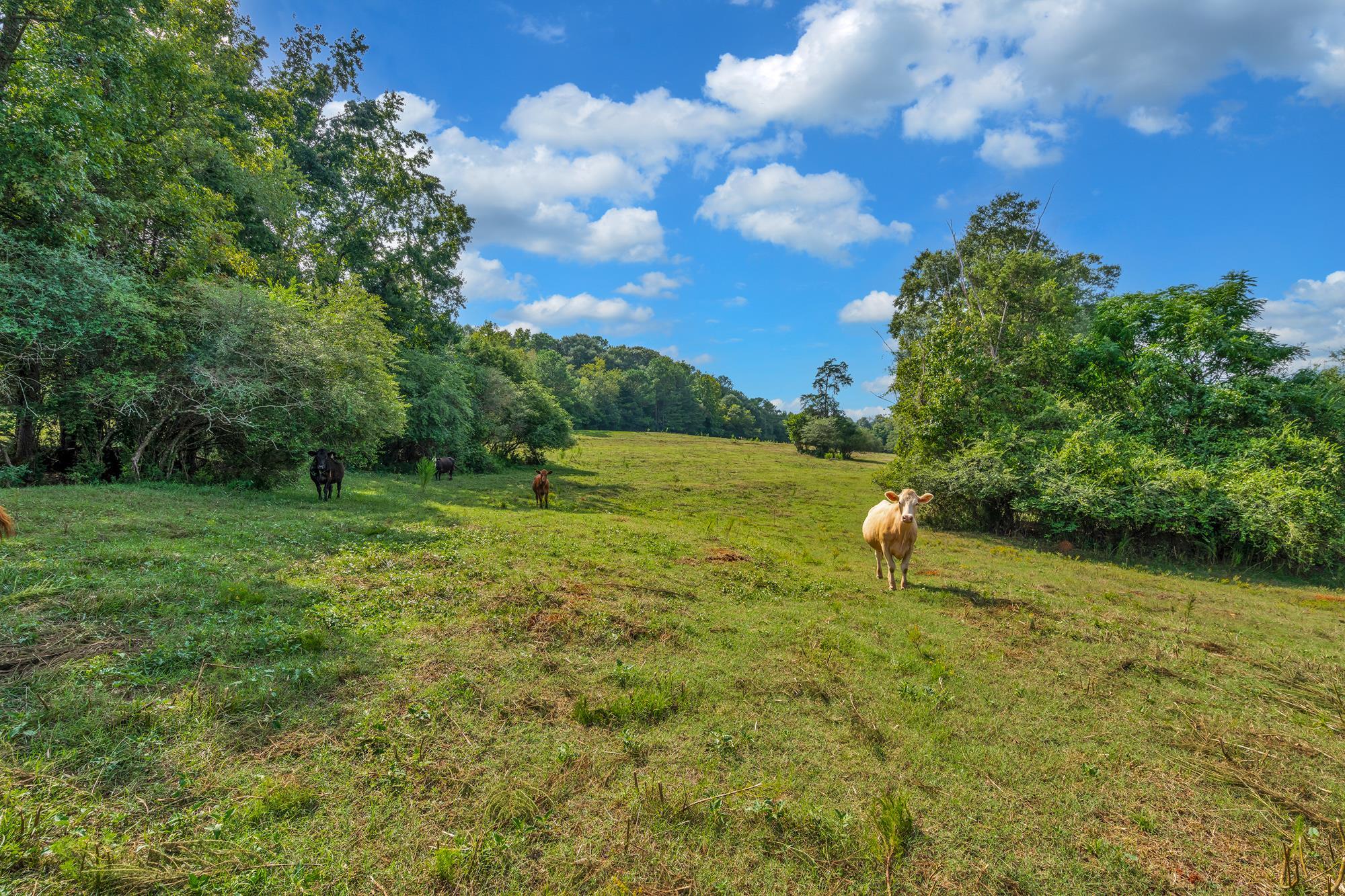 143 George Merck Road, Anderson, South Carolina image 13