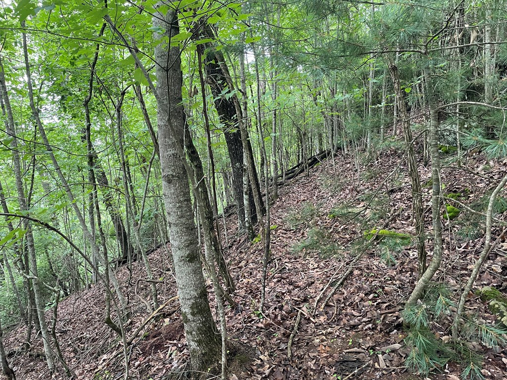 12, 13A Brasstown Heights Ln