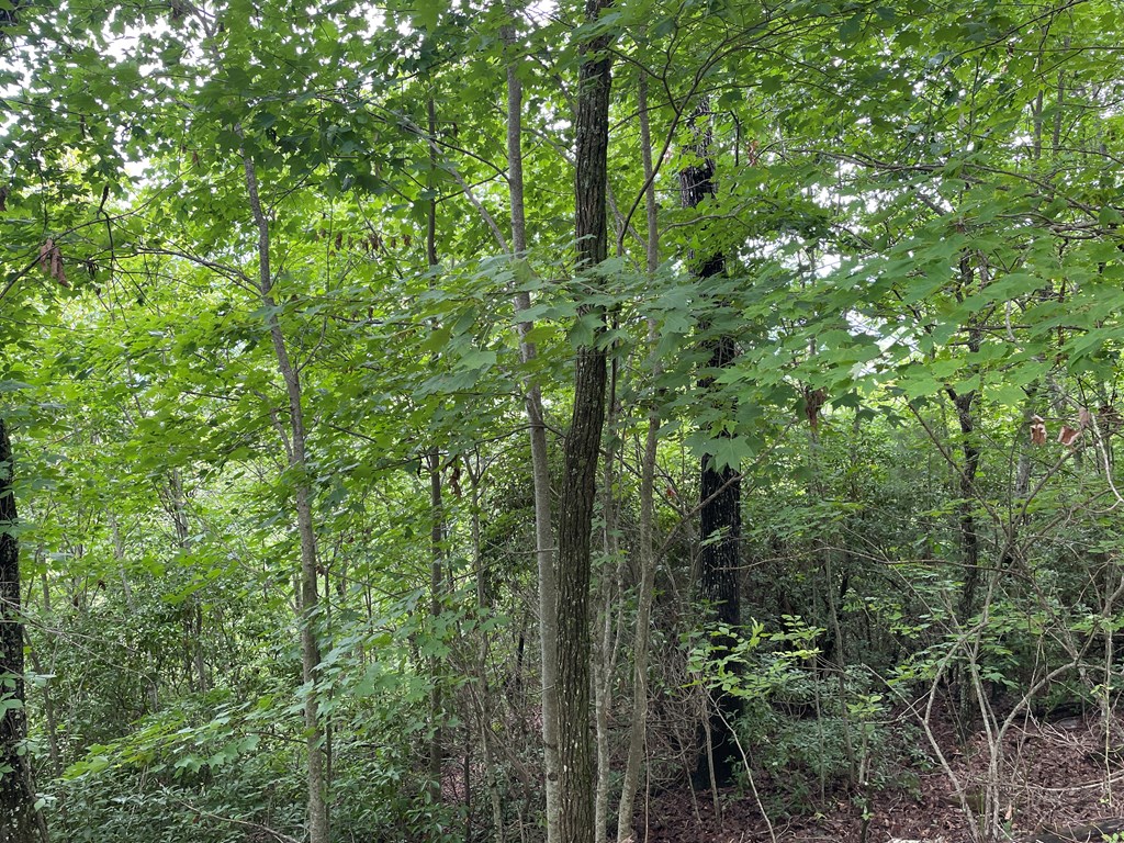 12, 13A Brasstown Heights Ln